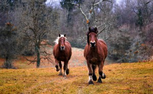 Wild horses